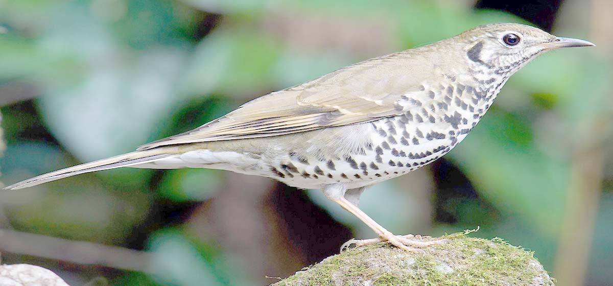 नयाँ प्रजातिको चरा फेला